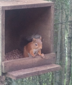 Red Squirrel at cafe in Glenmore